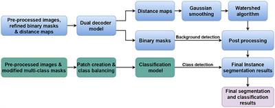 A dual decoder U-Net-based model for nuclei instance segmentation in hematoxylin and eosin-stained histological images